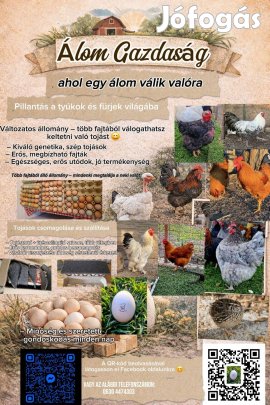 Keltetni való tojások