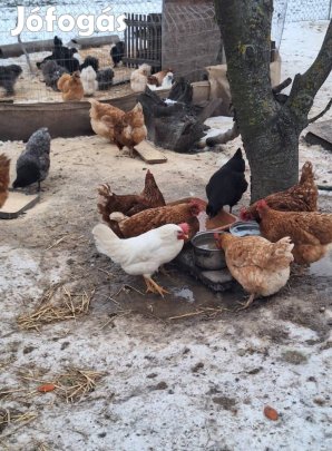 Keltetni való tojások