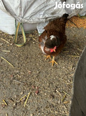 Keltetni való tojások kaphatók