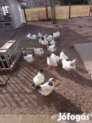 Keltetni való tyúktojás