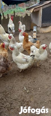 Keltetni való tyúktojás eladó!