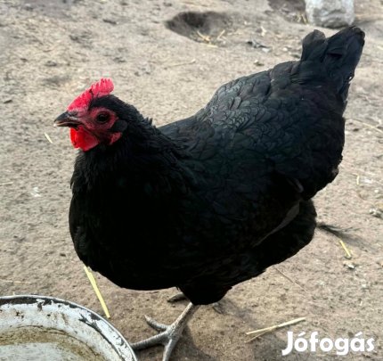 Keltetnivaló Ausztralorp tojás