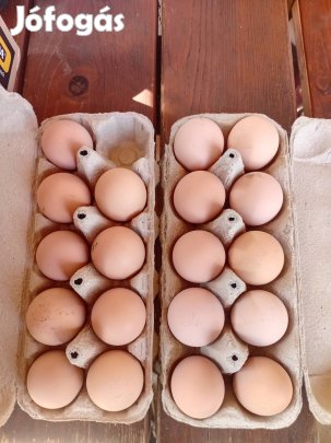 Keltetnivaló tojás