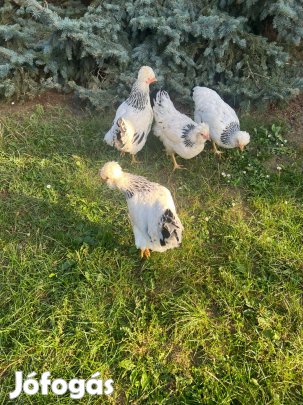 Keltető Tojás Sussex