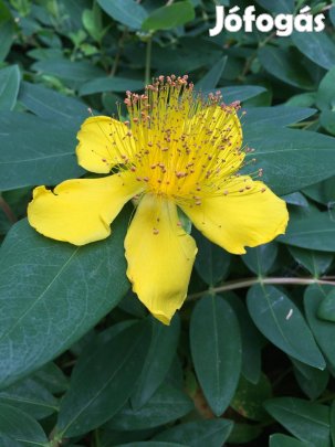 Kelyhes örökzöld orbáncfű Hypericum calycinum