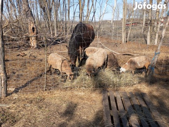 Kemeruni birkák, bárányok