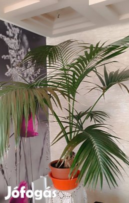 Kenciapálma szoba pálma nagyméretű