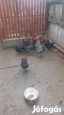 Kendermagos baromfi tojás