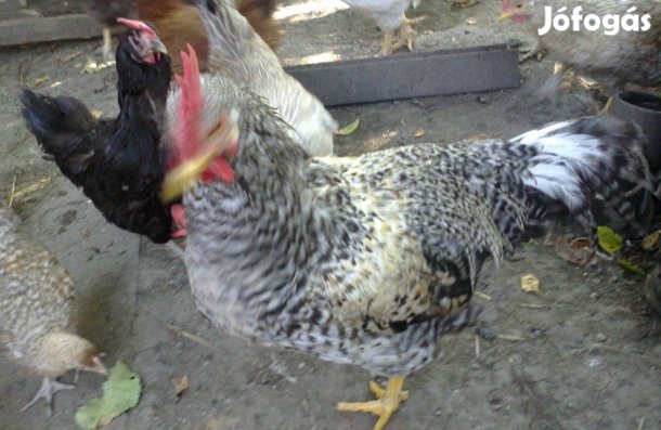 Kendermagos kakas eladó