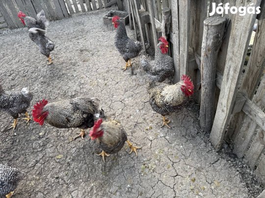 Kendermagos kakasok 