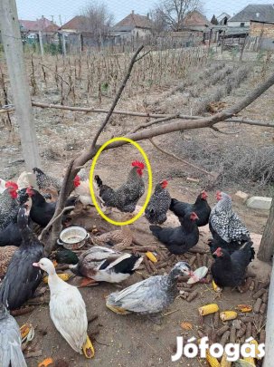 Kendermagos kakasok eladók
