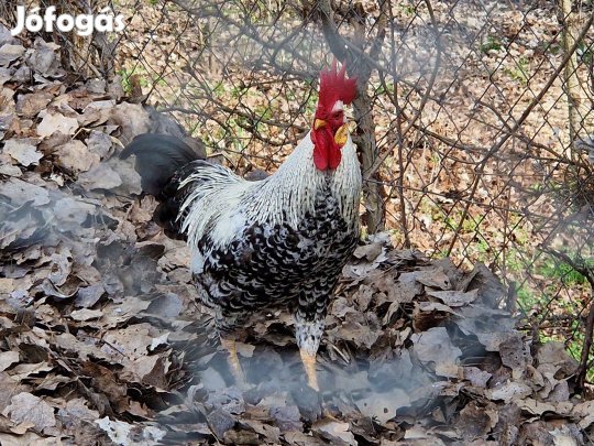 Kendermagos kakasok eladók