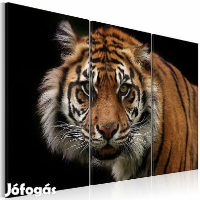 Kép - A vadállat tekintete