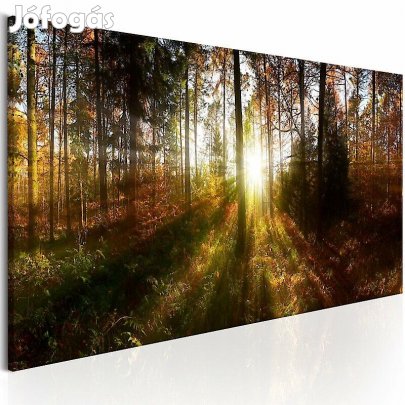 Kép - Átszűrődő napsugarak 2