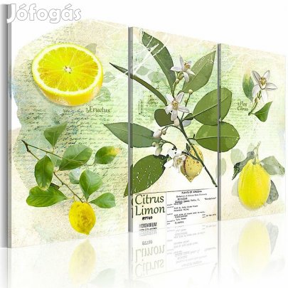 Kép - Citromok 8ixReszkBZ