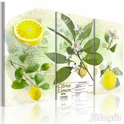 Kép - Citromok dhQeL0yW0F