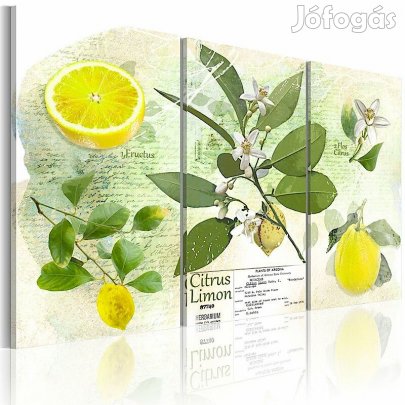 Kép - Citromok tcOJb6dEVz