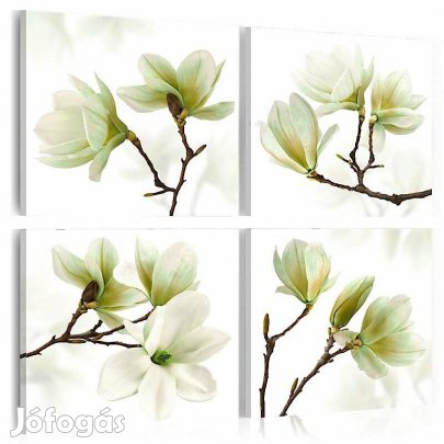 Kép - Csendes Magnólia 2