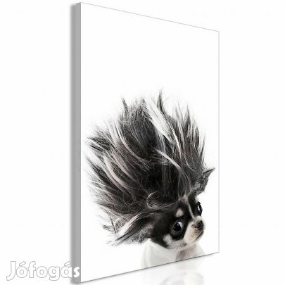 Kép - Csivava NxR0pkDdje3