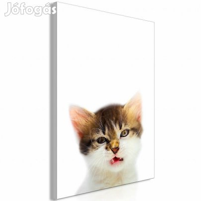 Kép - Dühös macska