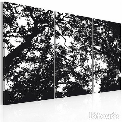 Kép - Éj sötét erdő