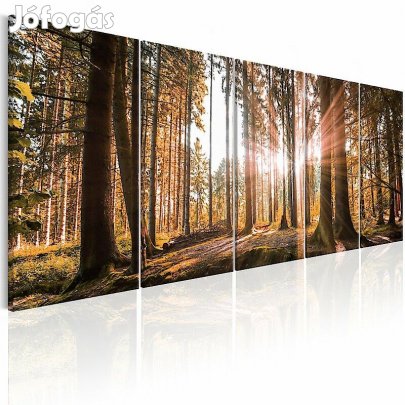 Kép - Erdei napfény 2