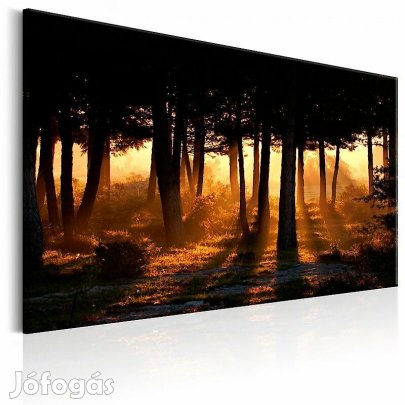 Kép - Erdő hajnalban