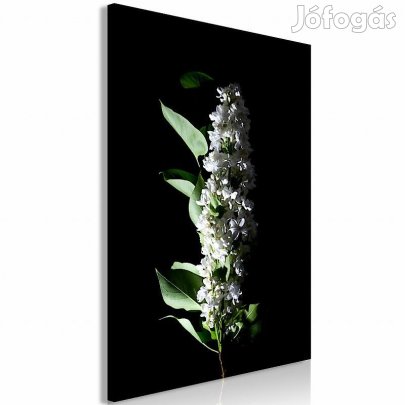 Kép - Fehér orgonák