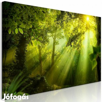 Kép - Napsütés az erdőben (1 darabban)