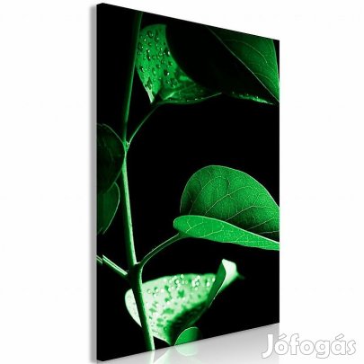 Kép - Növény a sötétben