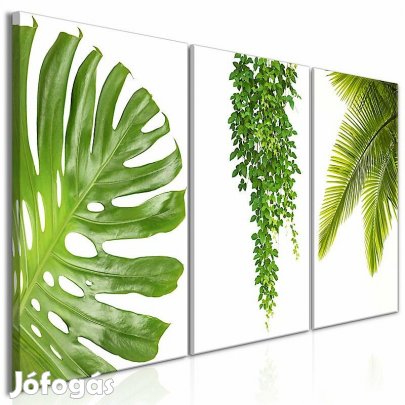 Kép - Pálmafa LcXSLvytlu