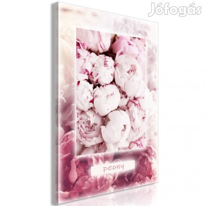 Kép - Pünkösdi rózsa