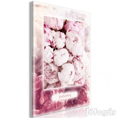 Kép - Pünkösdi rózsa