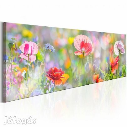 Kép - Reggeli pipacsok szivárványa