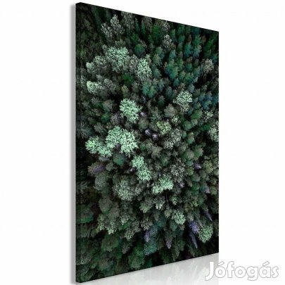 Kép - Repülés az erdő felett