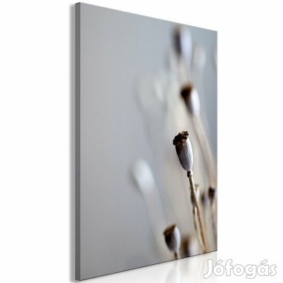 Kép - Szárított mákvirágok