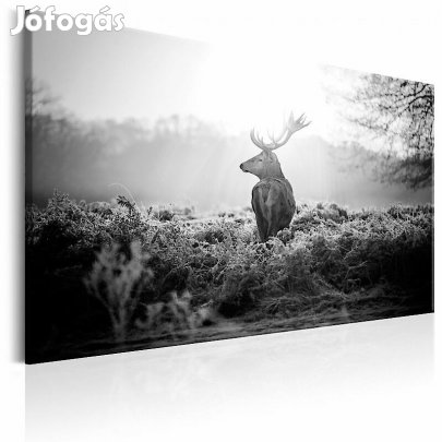 Kép - Szarvas napsütésben (fekete-fehér)