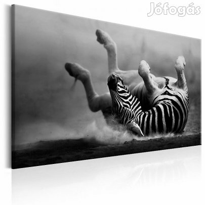 Kép - Zebra mókája a porban