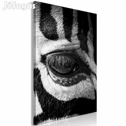 Kép - Zebra szeme