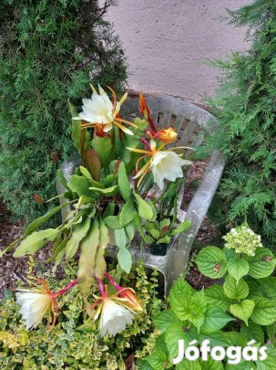 Képen látható levélkaktusz évelő szobanövények több méretbe