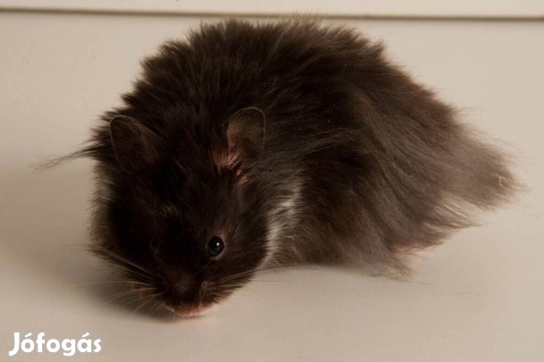 Keresek: Aranyhörcsögöt Keresek