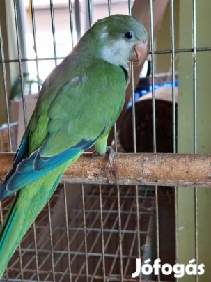 Keresek: Barát papagáj