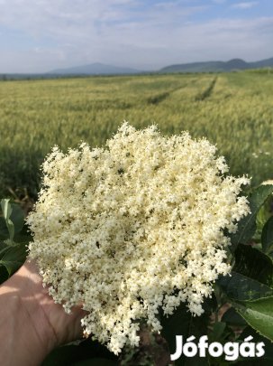 Keresek: Bodzavirág beszállítókat keresünk!