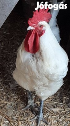 Keresek: Bresse kakast vennék, vagy fajtán belül cserélnék