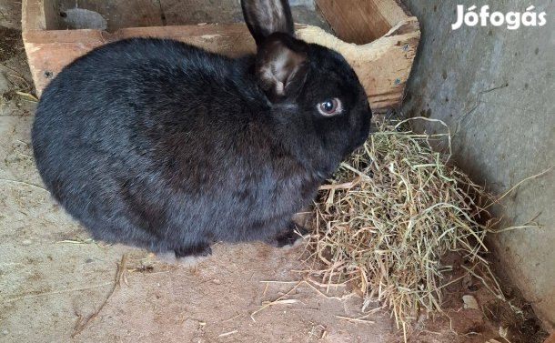 Keresek: Csincsilla párt keresek