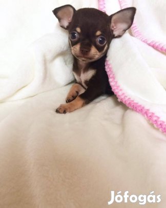 Keresek: Csivavát keresek