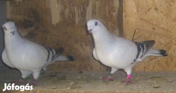 Keresek: Damaszkuszi Galambokat Vennék