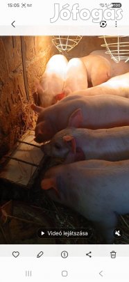 Keresek: Eladó valasztási malac szibert puszta