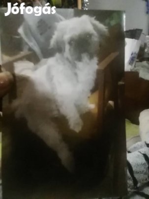 Keresek: Elveszett Keresem