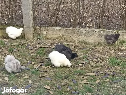 Keresek: Fehér törpe selyem kakast keresek!